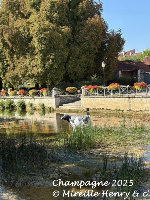 Image Séjour en Champagne - Lac d'Orient